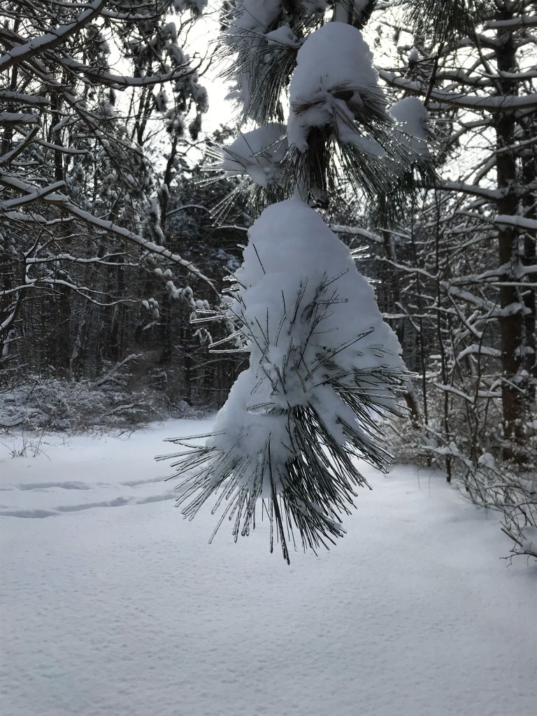 Snowy pine needles at Beaver Lake Nature Center.